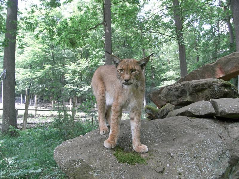 Luchs.jpg