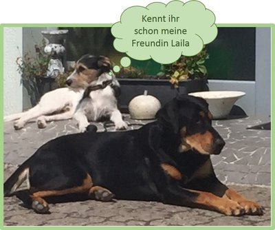 Socke und Laila.jpg