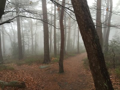 Hohe_Loog_bei_Nebel.jpg