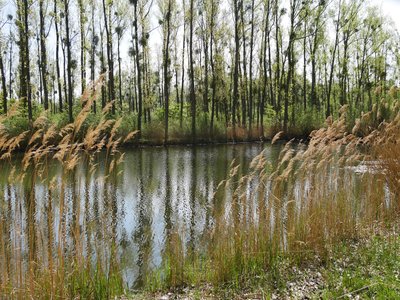 Einer der vielen Fischteiche im NSG