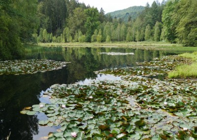 Seerosenteich im Mossbachtal